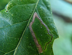 Stigmella quercipulchella