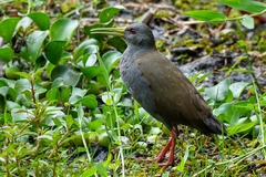 Pardirallus nigricans