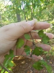 Crataegus marshallii