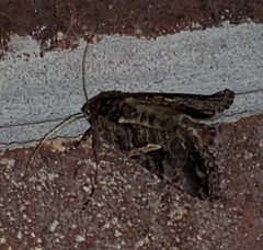 Ctenoplusia oxygramma