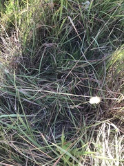 Setaria parviflora