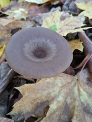 Pseudoclitocybe