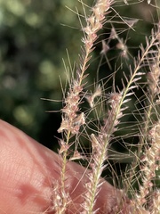 Chloris virgata