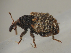 Molytinae