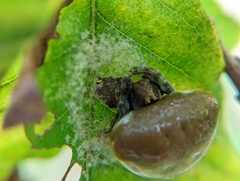 Mastophora
