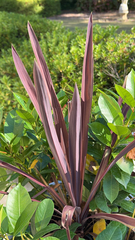 Cordyline fruticosa