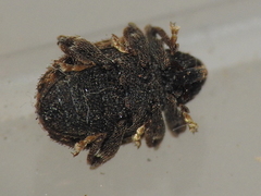 Molytinae