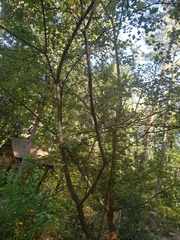 Crataegus marshallii