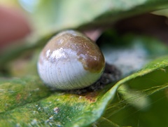 Mastophora