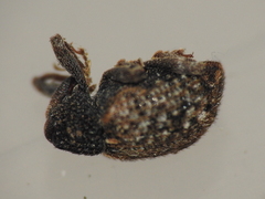 Molytinae