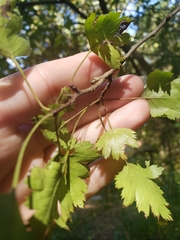 Crataegus marshallii