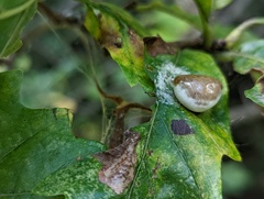 Mastophora