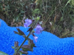 Mosla dianthera