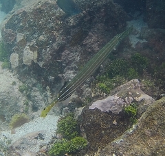 Aulostomus chinensis