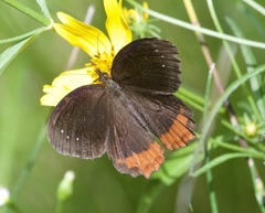 Gyrocheilus patrobas