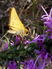 Hylephila phyleus