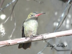 Hylocharis chrysura