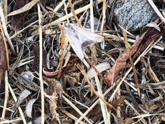 Uresiphita reversalis