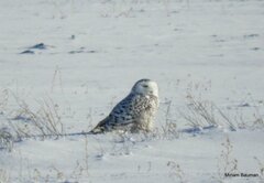 Bubo scandiacus