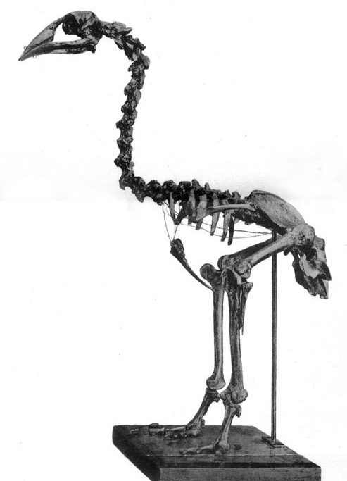 Adzebills