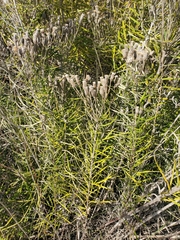 Vernonia lindheimeri