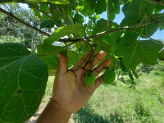 Jatropha curcas