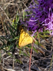 Hylephila phyleus