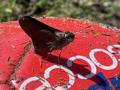 Asbolis capucinus