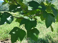 Jatropha curcas