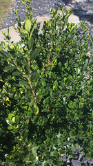 Buxus sempervirens