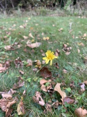 Hieracium lachenalii