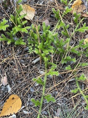 Lycopodium clavatum