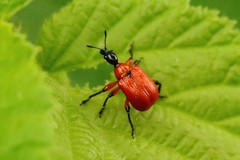 Apoderus coryli