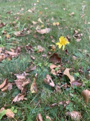 Hieracium lachenalii