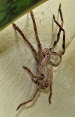 Palystes superciliosus
