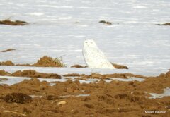 Bubo scandiacus