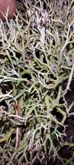 Cladonia rangiformis
