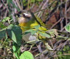 Chlorospingus flavopectus