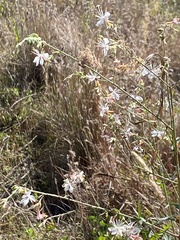 Oenothera filiformis