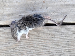 Peromyscus maniculatus