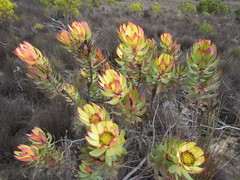 Leucadendron burchellii