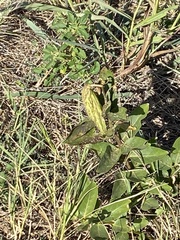 Asclepias viridis