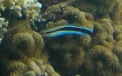 Labroides dimidiatus