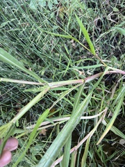 Panicum dichotomiflorum