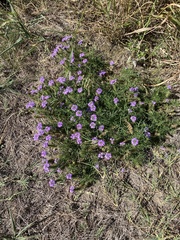 Verbena pulchella