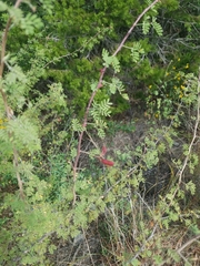 Mimosa aculeaticarpa