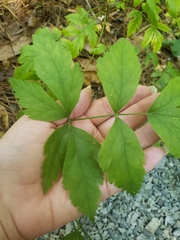 Xanthorhiza simplicissima