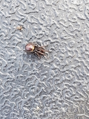 Steatoda bipunctata