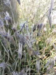 Chloris virgata