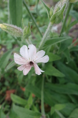 Microbotryum lychnidis-dioicae